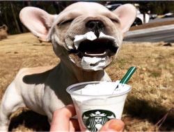 Doggie Puppuccinos: A Furry New Treat Hits South Korea Doggie Puppuccinos: A Furry New Treat Hits South Korea