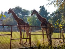 Giraffe and Rhino Imports Delayed: Quarantine Concerns Stall Lahore Zoo Expansion