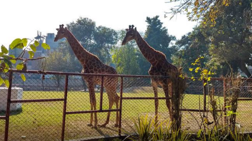 Giraffe and Rhino Imports Delayed: Quarantine Concerns Stall Lahore Zoo Expansion