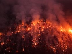 Kebakaran Hutan Melonjak 2024: Dua Kali Lebih Banyak Hutan Tropis Hilang Kebakaran Hutan Melonjak 2024: Dua Kali Lebih Banyak Hutan Tropis Hilang