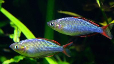 5 Fakta Memukau Ikan Pelangi yang Hidup di Surga Laut Raja Ampat!