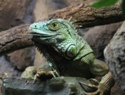 5 Reptil Penggemar Rumput yang Menjadi Sangar saat Terancem