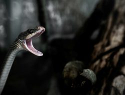 Venomous Viper Alert: 44 Snakes Discovered in Luggage From Thailand