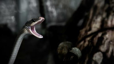 Venomous Viper Alert: 44 Snakes Discovered in Luggage From Thailand