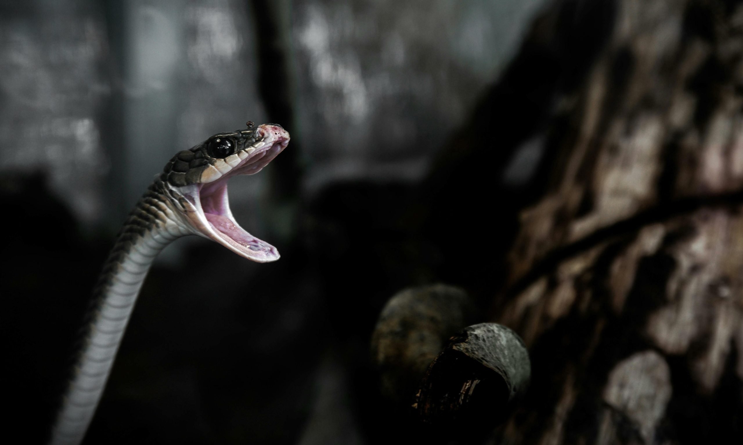 Venomous Viper Alert: 44 Snakes Discovered in Luggage From Thailand