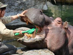 Hippo Gets a Toothbrush Makeover: Car Wash Brush Used in Osaka Zoo Dental Demo