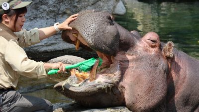 Hippo Gets a Toothbrush Makeover: Car Wash Brush Used in Osaka Zoo Dental Demo