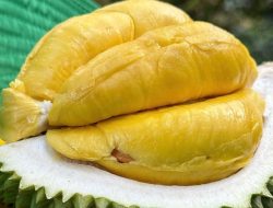 Vietnam Ships First Frozen Durian Batch to China Vietnam Ships First Frozen Durian Batch to China