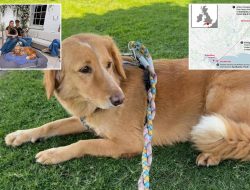 Lost Dog’s Astonishing 40-Mile, 5-Week Odyssey: From Land to Island, Then Found Lost Dog’s Astonishing 40-Mile, 5-Week Odyssey: From Land to Island, Then Found