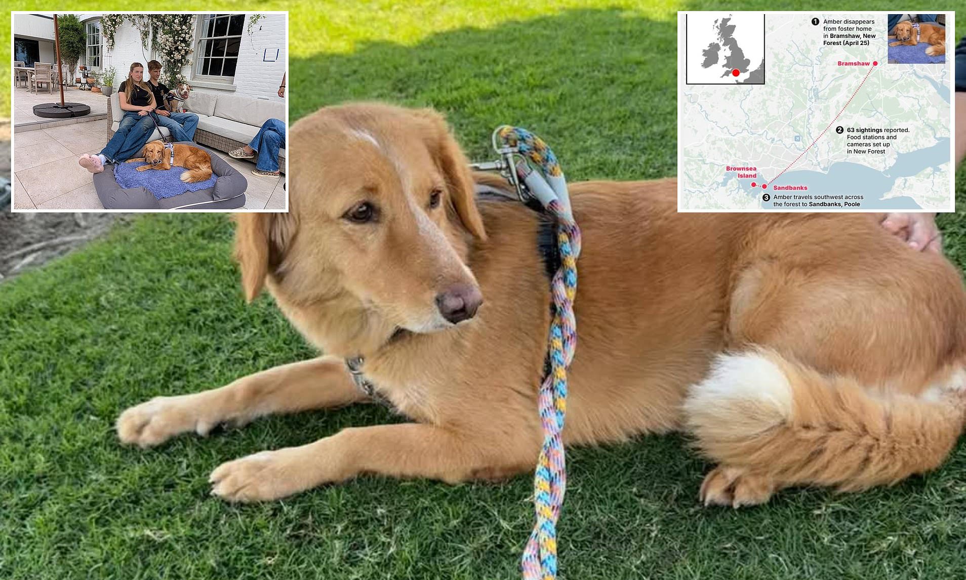 Lost Dog’s Astonishing 40-Mile, 5-Week Odyssey: From Land to Island, Then Found