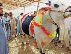 Eidul Adha Blues: Sacrificial Animal Prices Soar 70%, Leaving Buyers in a Bind