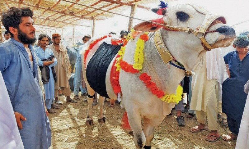 Eidul Adha Blues: Sacrificial Animal Prices Soar 70%, Leaving Buyers in a Bind