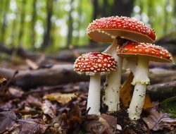 Swallowing Poison: An International Perspective
