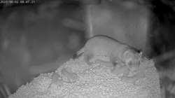 Endangered Ferrets Make a Comeback at Smithsonian’s National Zoo