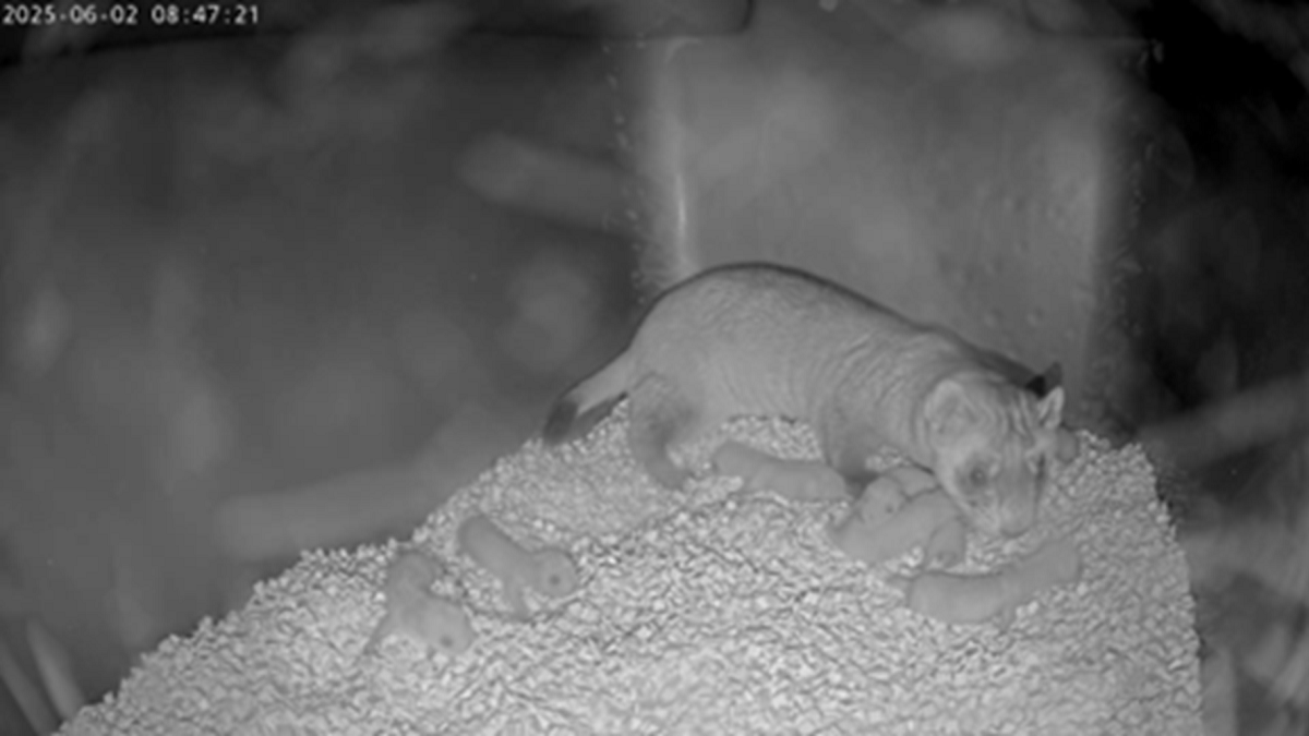 Endangered Ferrets Make a Comeback at Smithsonian’s National Zoo