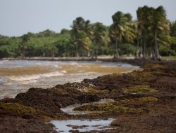 Mystery Seaweed Invasion Sparks Stink in the Caribbean