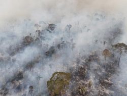 Tips Mengurangi Dampak Asap Kebakaran Hutan Tips Mengurangi Dampak Asap Kebakaran Hutan