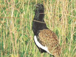 Shuklaphanta’s Rare Bengal Floricans Face Steeper Decline