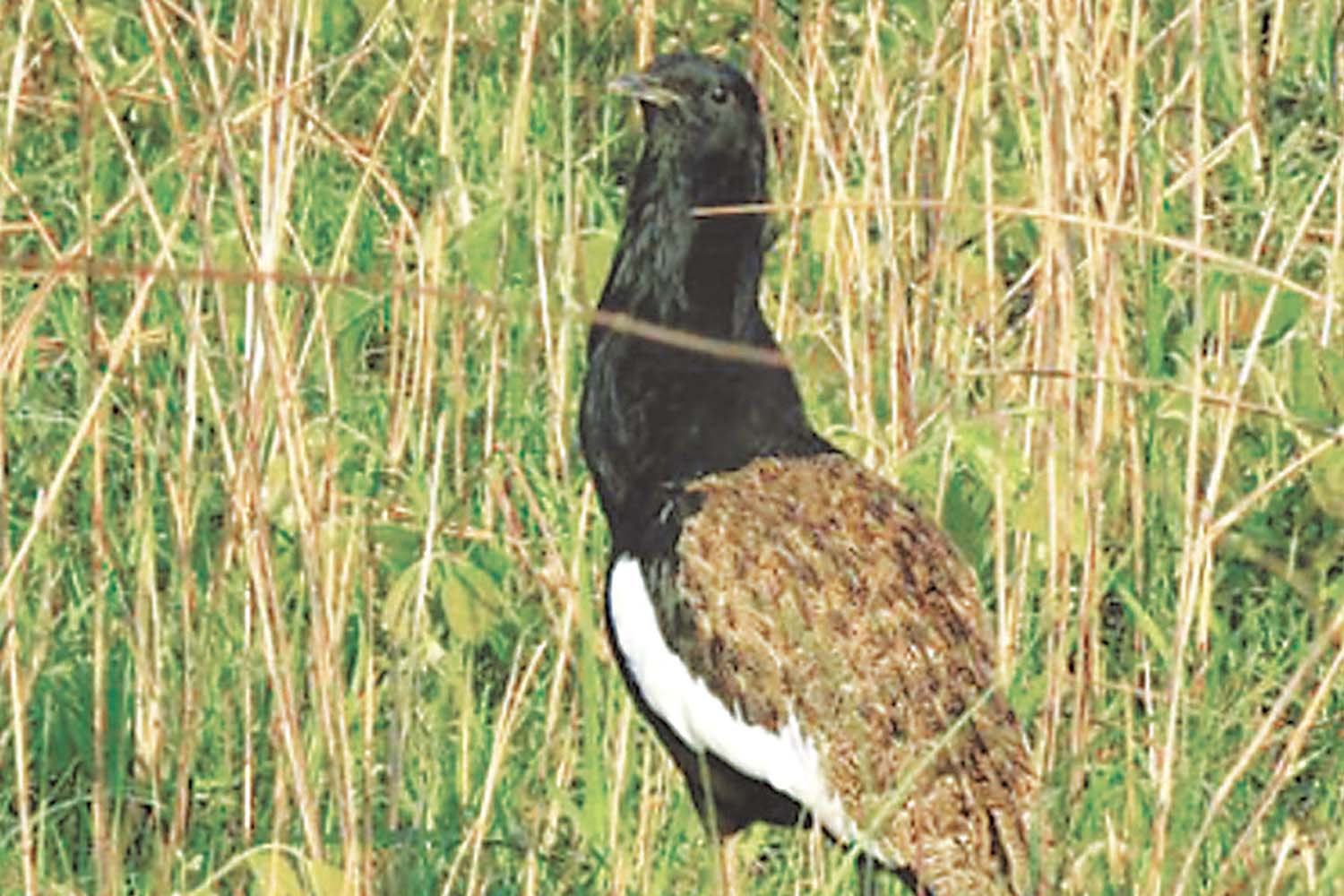 Shuklaphanta’s Rare Bengal Floricans Face Steeper Decline
