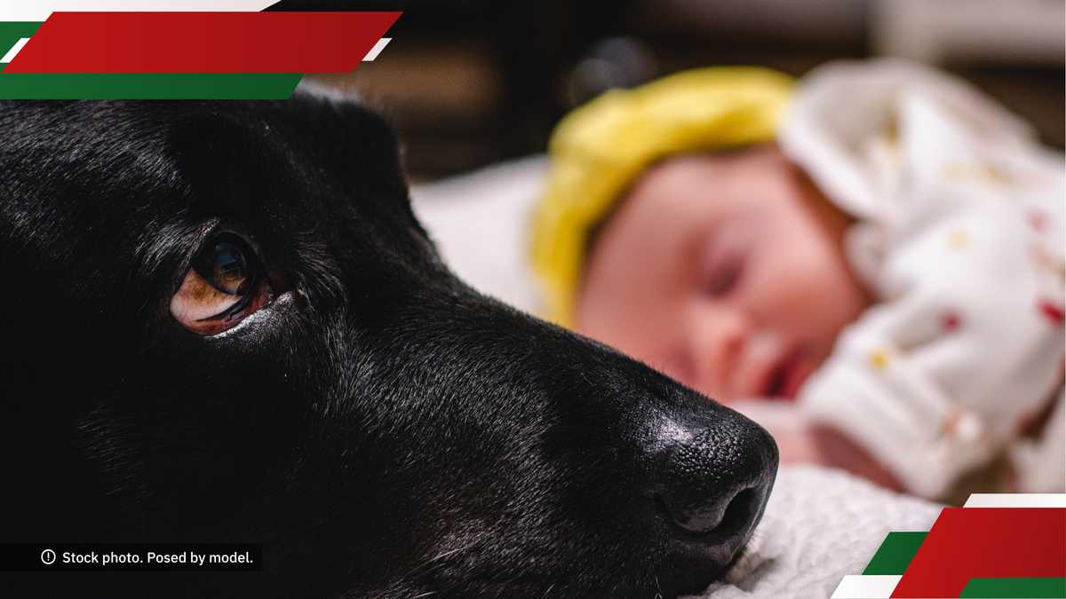 Dog’s Heroic Act: Barks to Save One-Month-Old Baby Abandoned Outside Home