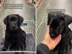 Man Takes Labrador Puppy Out for Socialization, but a Quirky Twist Changes Everything