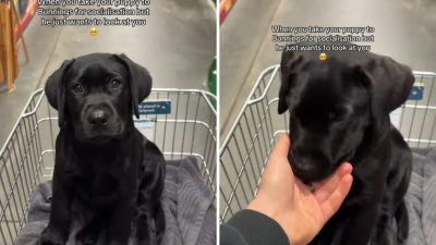 Man Takes Labrador Puppy Out for Socialization, but a Quirky Twist Changes Everything
