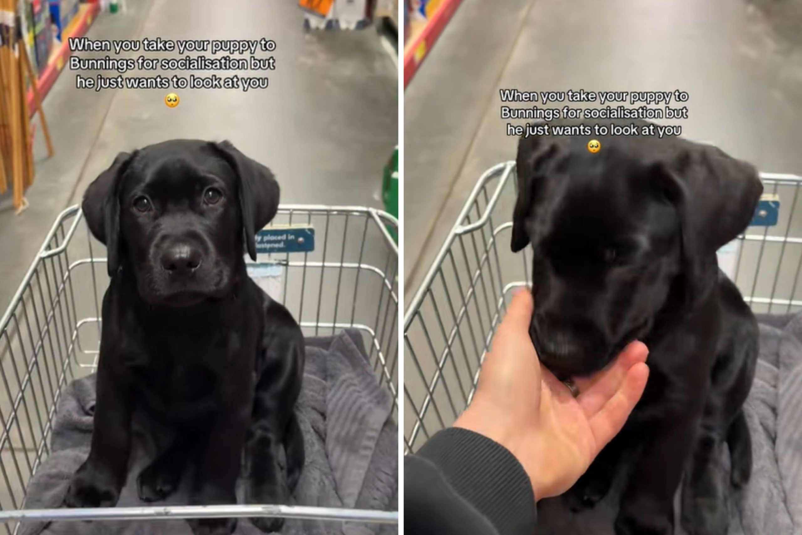 Man Takes Labrador Puppy Out for Socialization, but a Quirky Twist Changes Everything