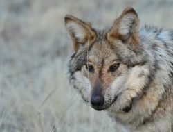 CPW Confirms Sightings of Wolf Pups in Colorado CPW Confirms Sightings of Wolf Pups in Colorado