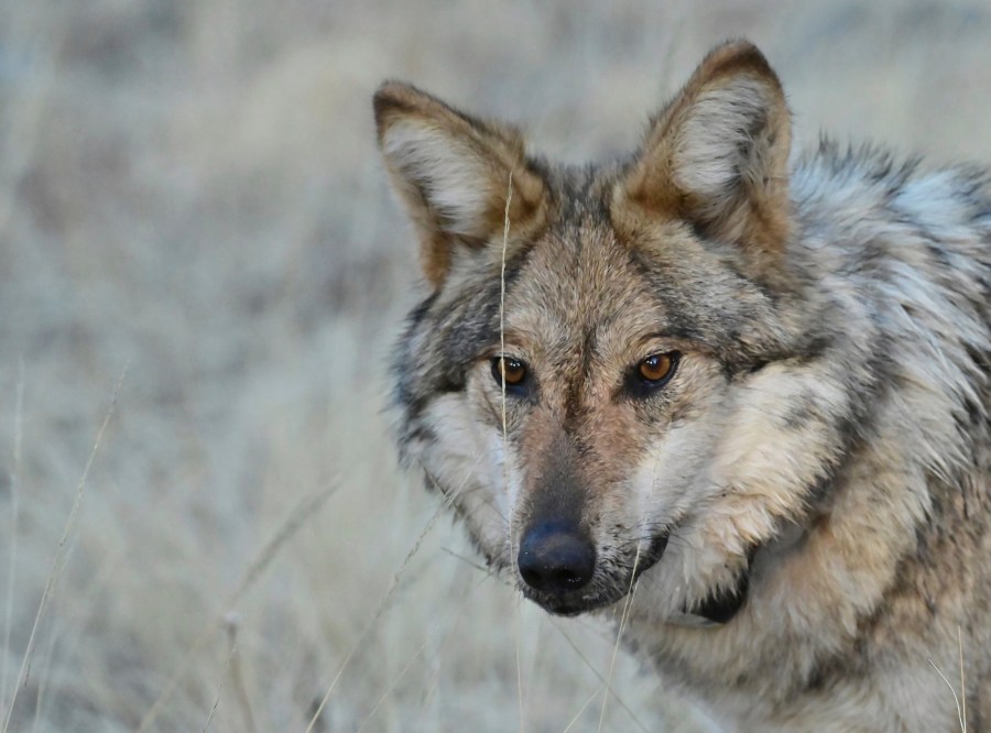 CPW Confirms Sightings of Wolf Pups in Colorado