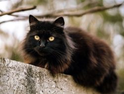 Friday the 13th Superstition: Why Keeping Your Black Cat Indoors Could Be Wise