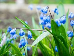 Experts Warn: Highly Toxic Plant Invading North America—Protect Yourself and Pets