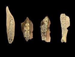 Pigs May Have Been Domesticated in China During the Neolithic Era, Study Suggests