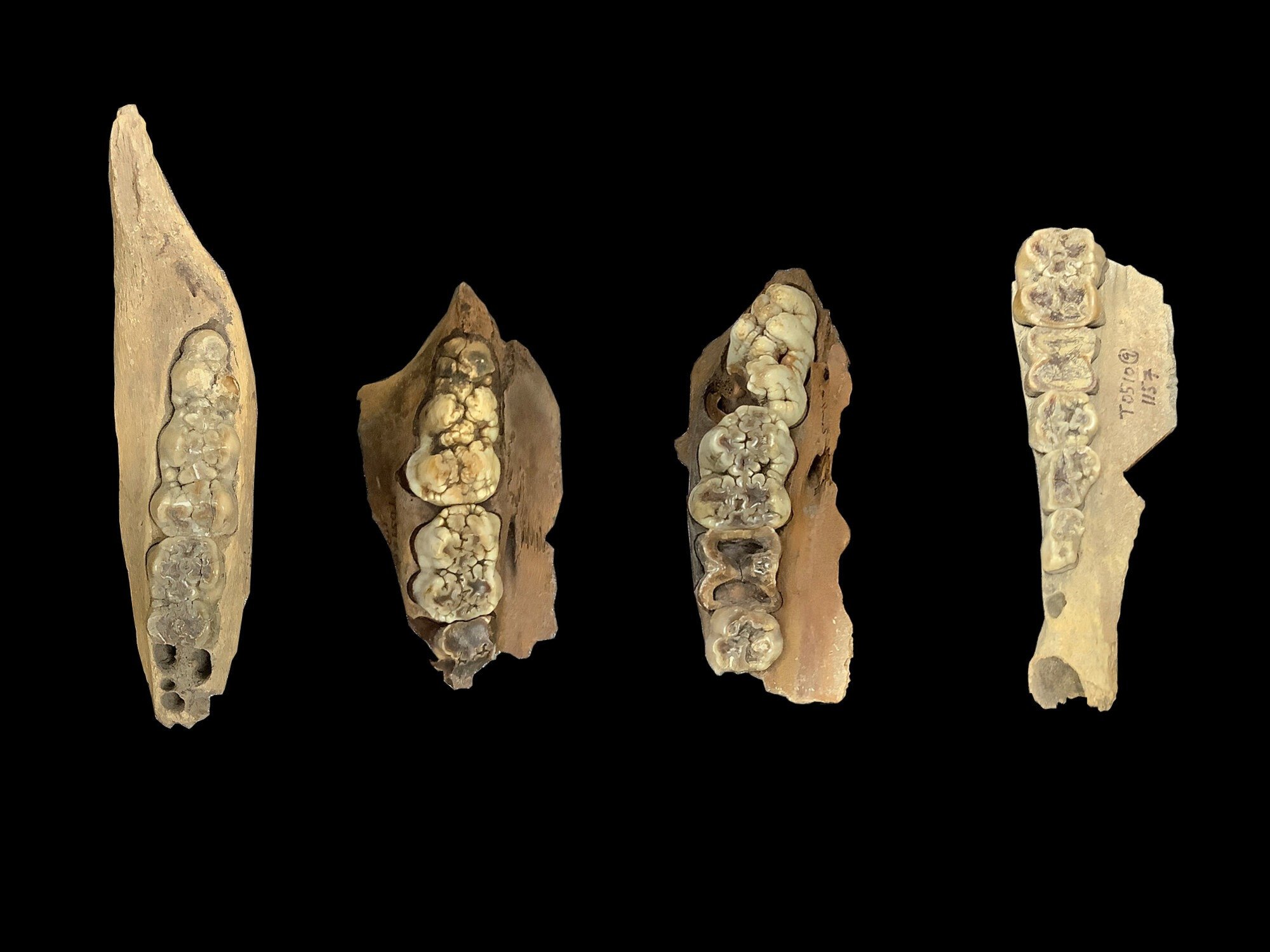Pigs May Have Been Domesticated in China During the Neolithic Era, Study Suggests