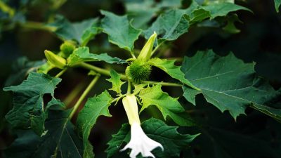 How to Quickly Eradicate Jimsonweed Before It Invades Your Yard