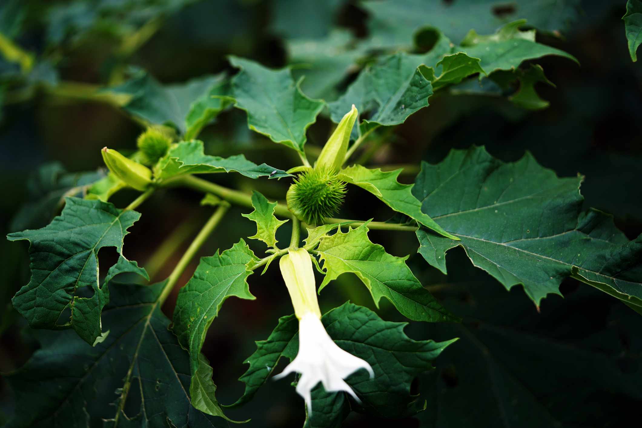 How to Quickly Eradicate Jimsonweed Before It Invades Your Yard
