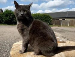 Campsite Crackdown: ‘Aggressive’ Cat Harry Sparks Changes
