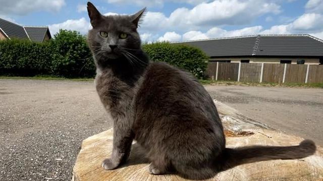 Campsite Crackdown: ‘Aggressive’ Cat Harry Sparks Changes