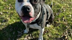 Pet of the Week: Roscoe Wants Snuggles and Treats