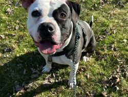 Pet of the Week: Roscoe Wants Snuggles and Treats