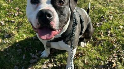 Pet of the Week: Roscoe Wants Snuggles and Treats
