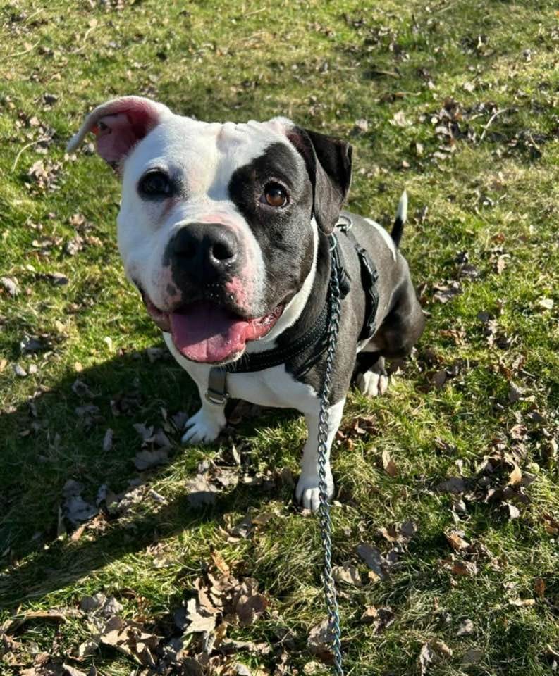 Pet of the Week: Roscoe Wants Snuggles and Treats