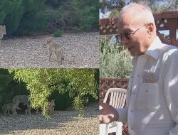 Coyote Conquest: 96-Year-Old Las Vegas Resident’s Backyard Invaded Coyote Conquest: 96-Year-Old Las Vegas Resident’s Backyard Invaded