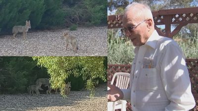 Coyote Conquest: 96-Year-Old Las Vegas Resident’s Backyard Invaded