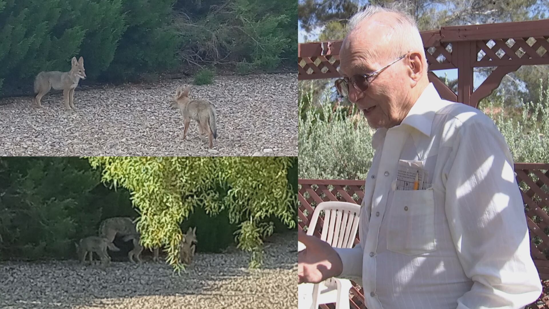 Coyote Conquest: 96-Year-Old Las Vegas Resident’s Backyard Invaded