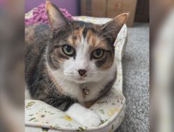 Feline Friends: The Heartwarming Story of Annie Feline Friends: The Heartwarming Story of Annie
