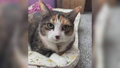 Feline Friends: The Heartwarming Story of Annie