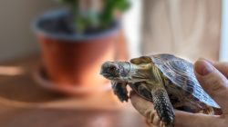 Teacher Unprepared as Kids Receive Unexpected Animal Therapy