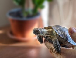Teacher Unprepared as Kids Receive Unexpected Animal Therapy