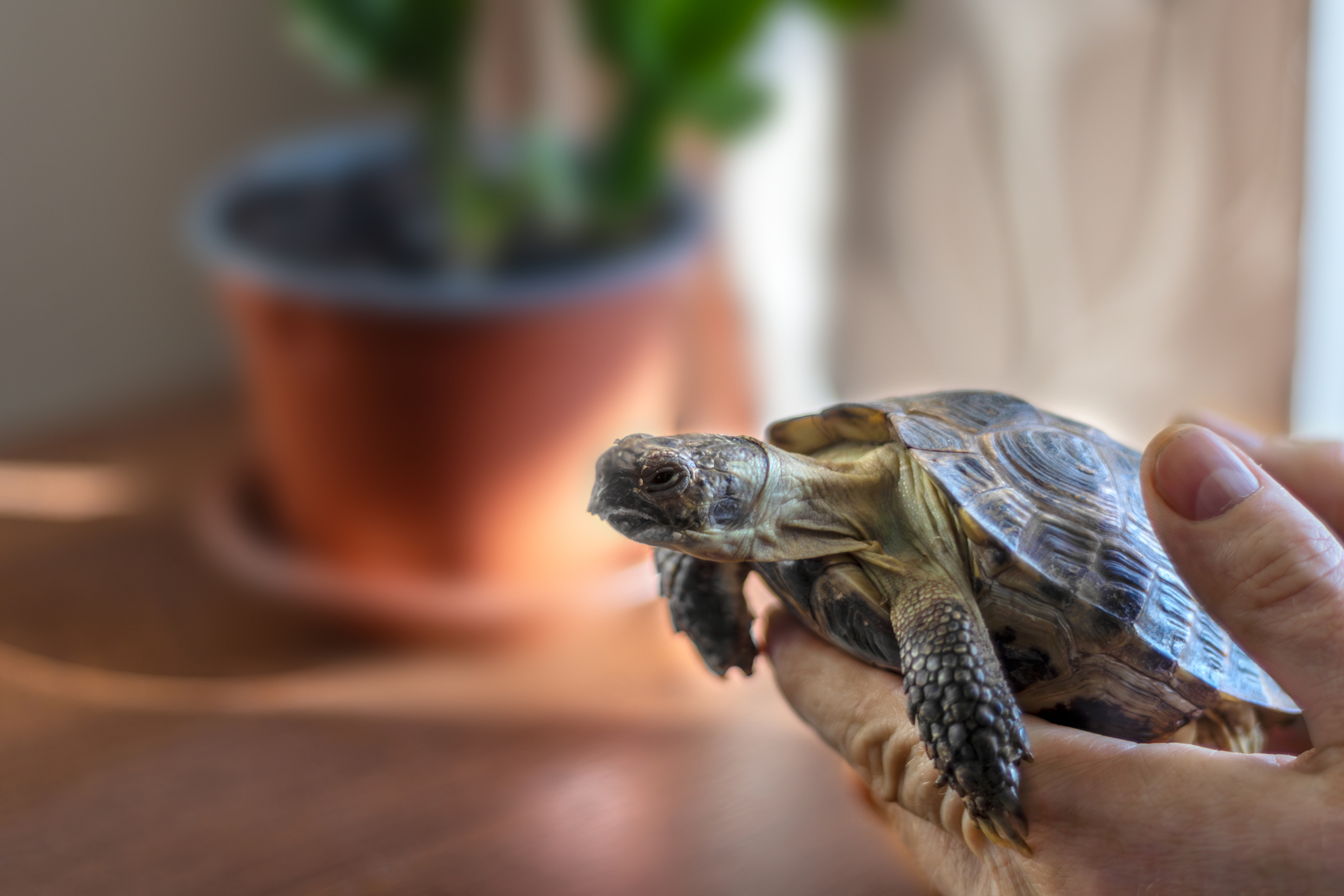 Teacher Unprepared as Kids Receive Unexpected Animal Therapy