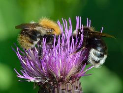 Bumble Bee Queens Strategically Pause Egg-Laying